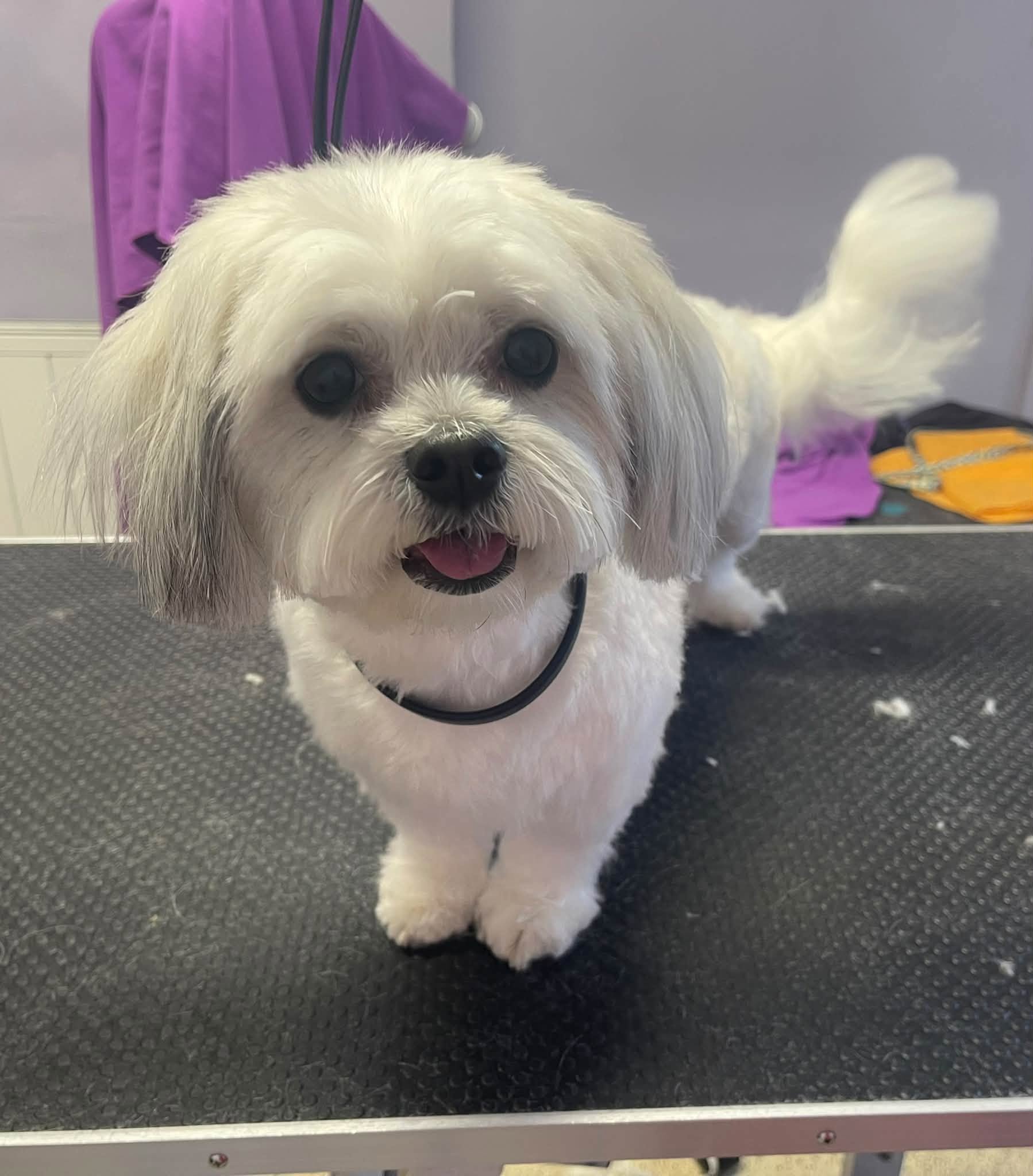 A small white dog with a fresh trim, standing on our grooming table