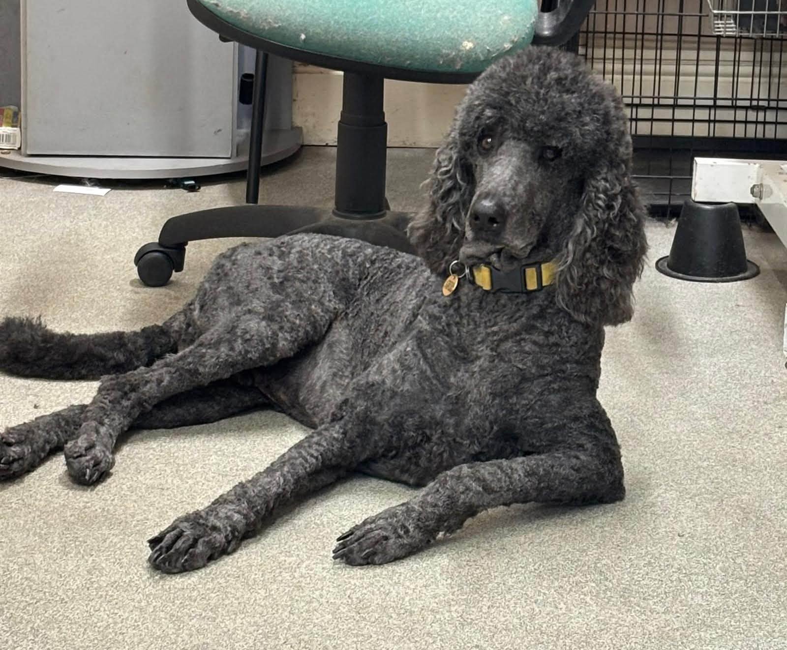 A black standard poodle lying on the salon floor