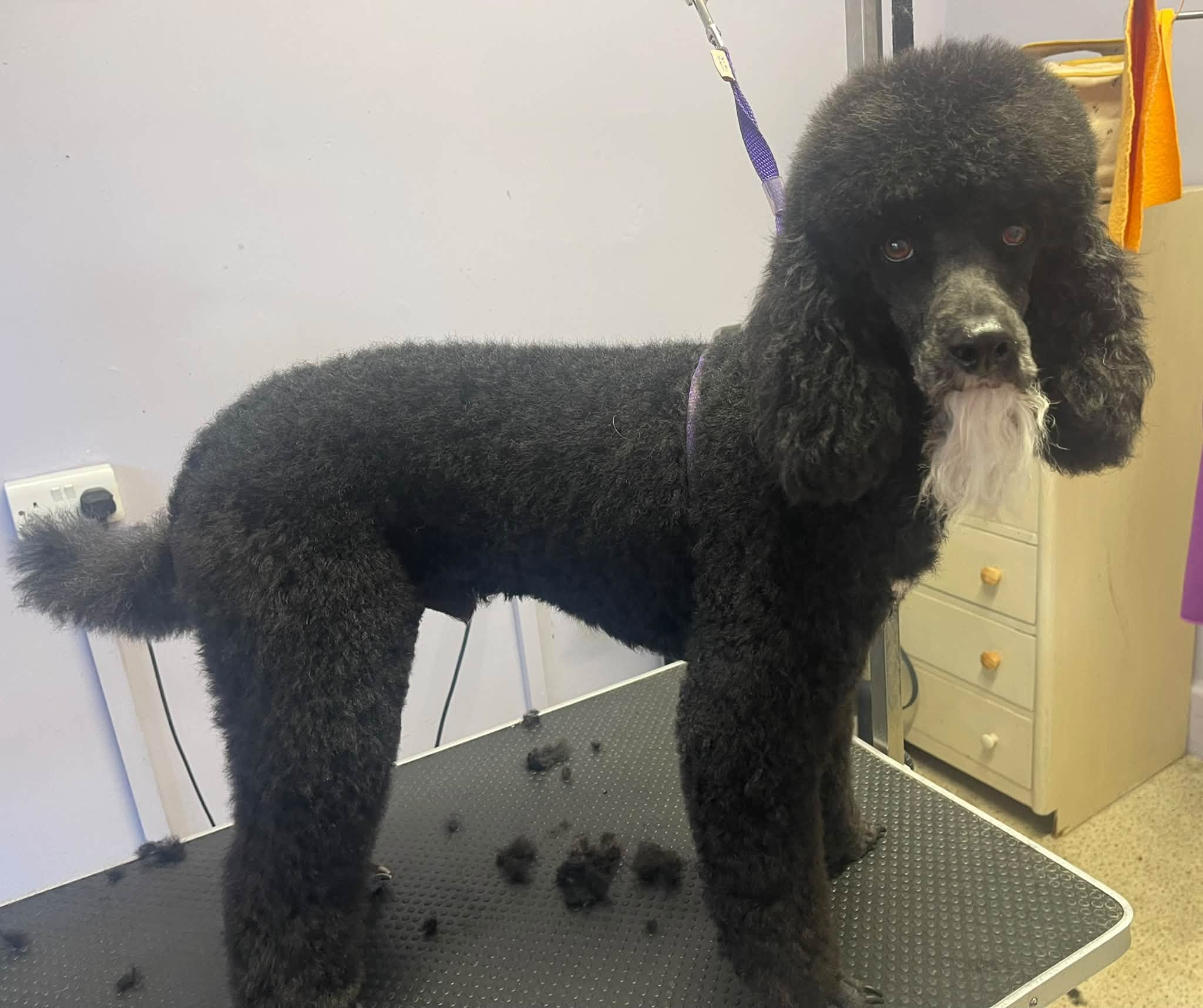 A black standard poodle standing in profile on the grooming table