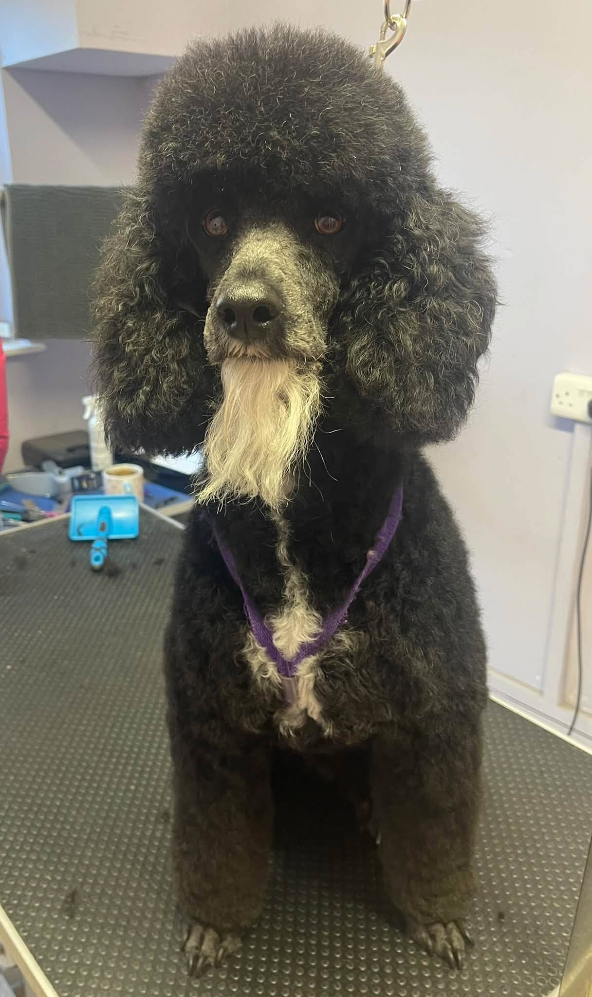 A black standard poodle with a white beard, freshly groomed on our table