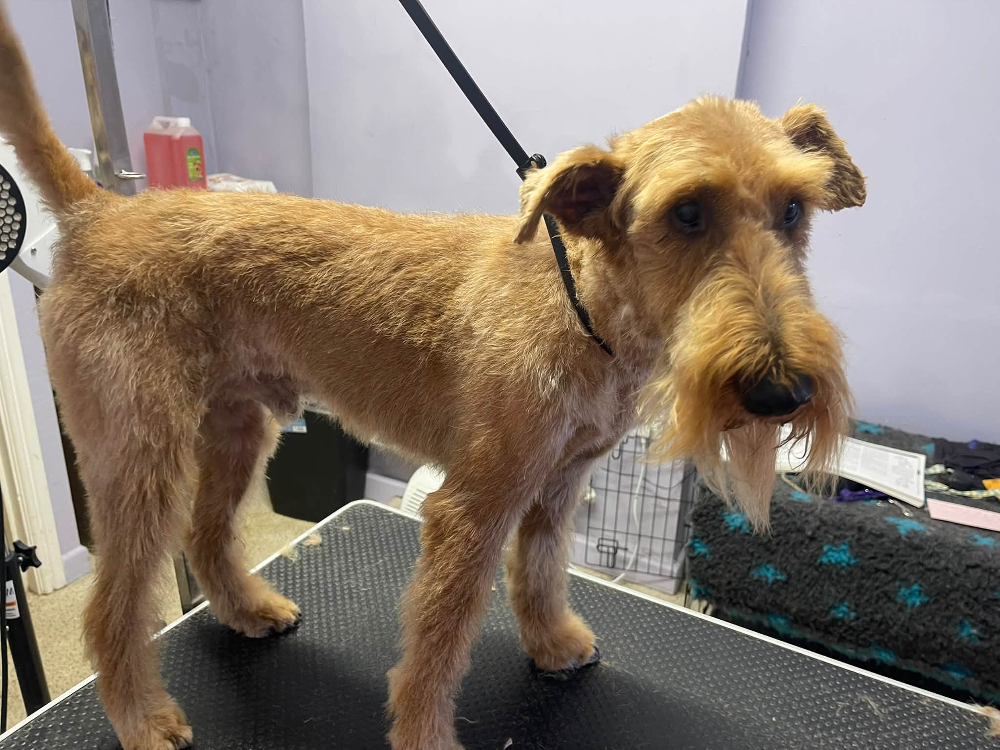 A ginger wiry terrier standing on the grooming table