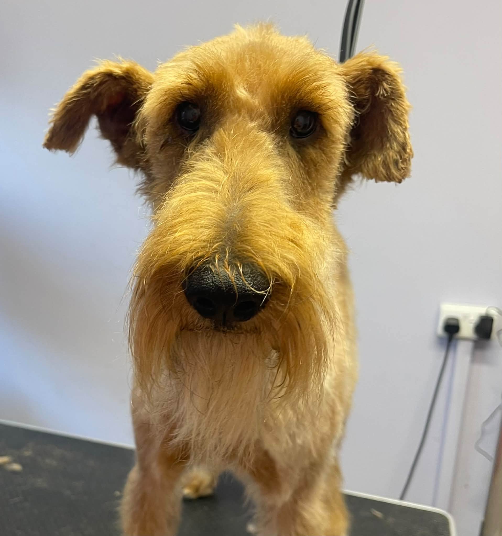 A wiry ginger terrier face close up after a trim
