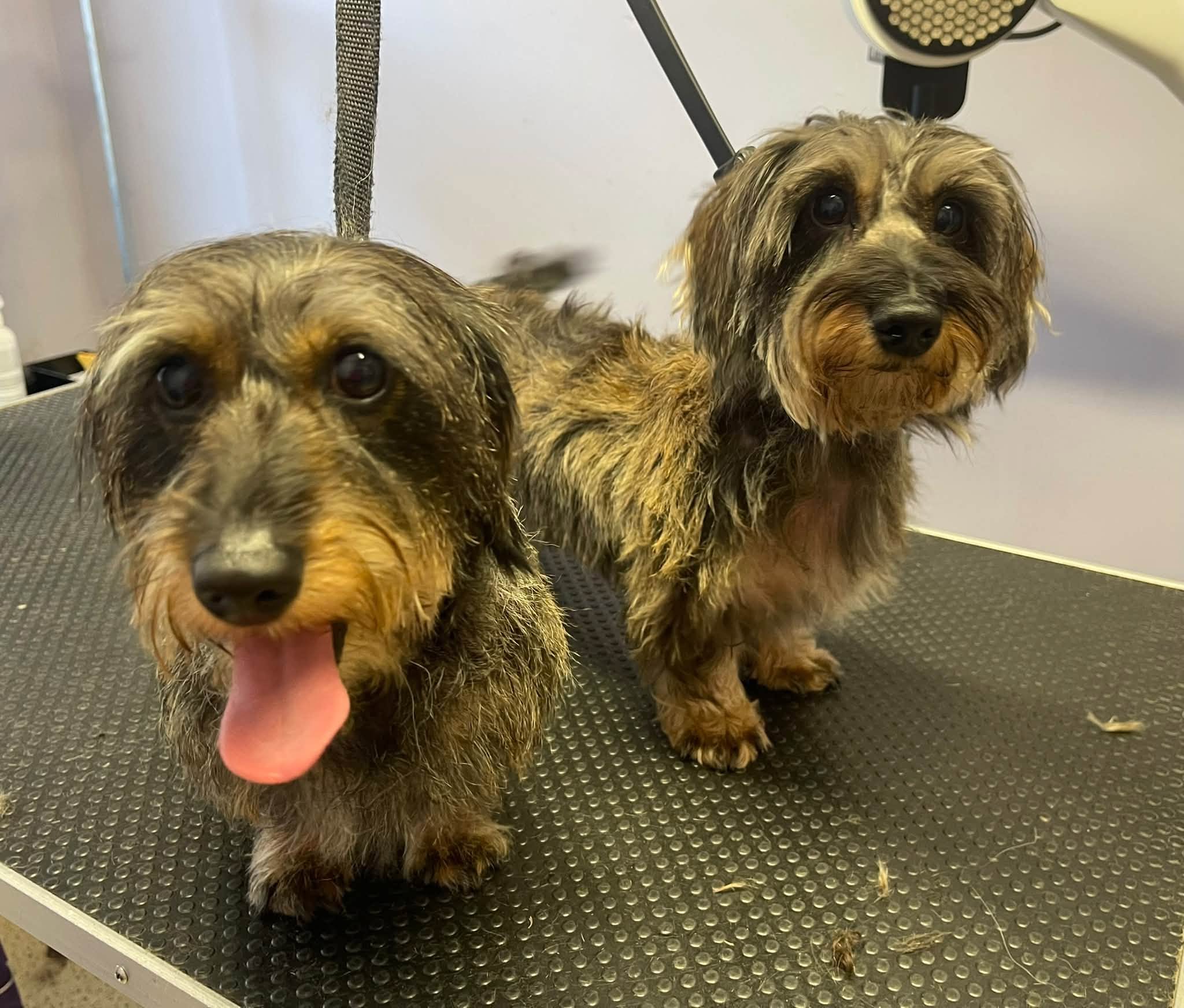 Two wire-haired dachshunds side by side on the table