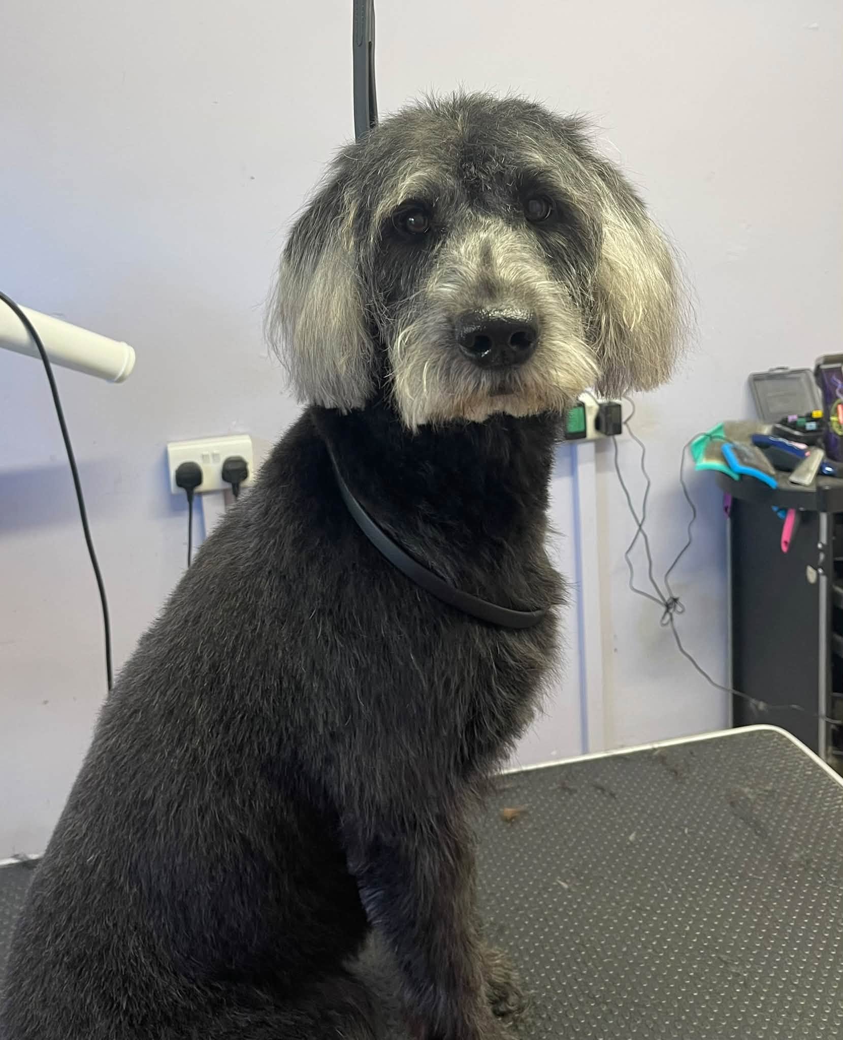 A grey and black dog sitting on the table after a tidy cut
