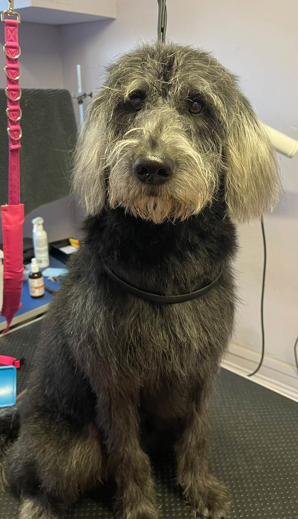 A grey-faced dog sitting tall after a tidy groom