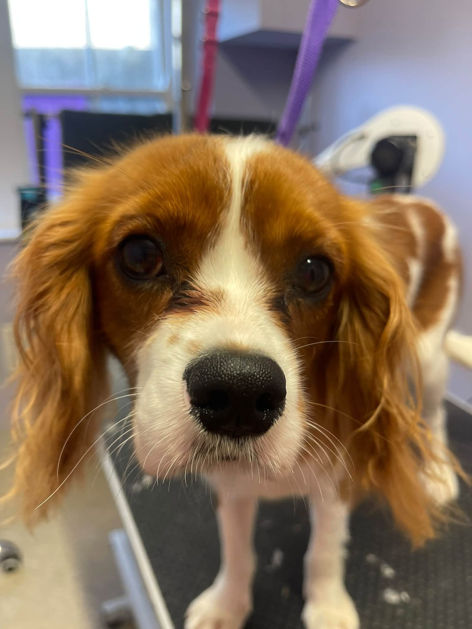A red and white spaniel looking up from the grooming table