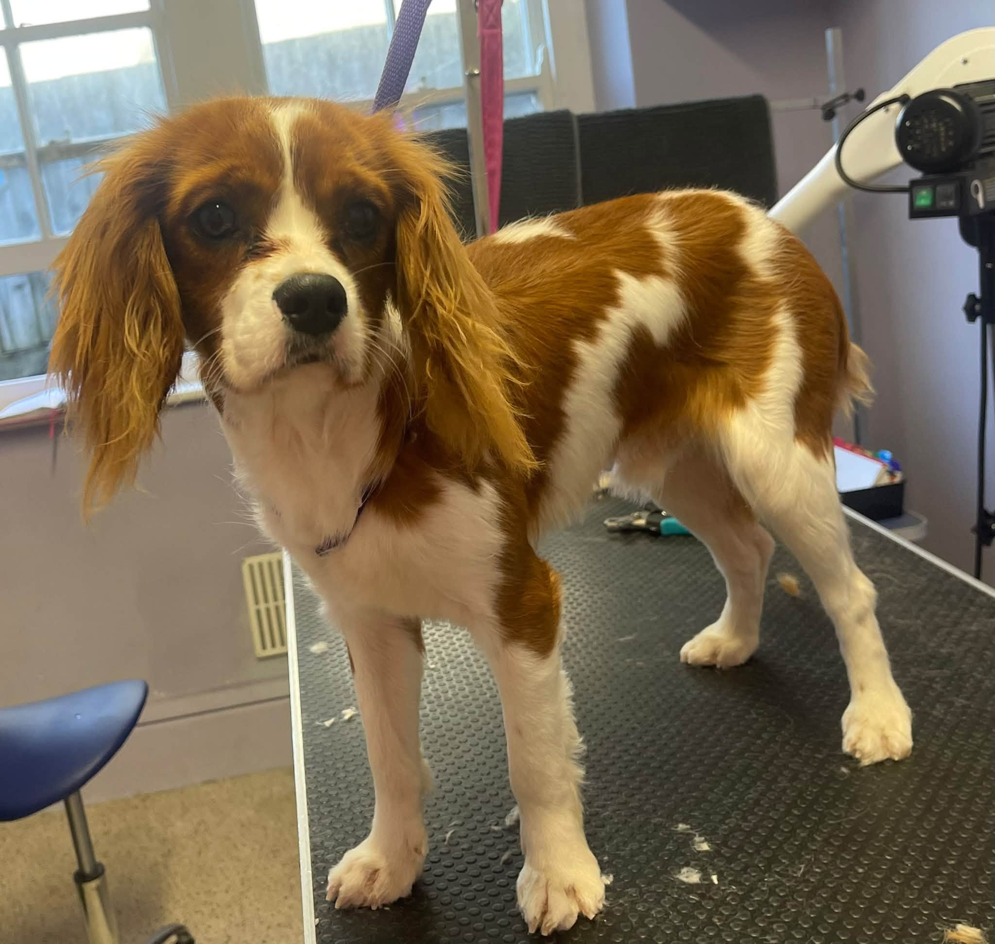 A red and white spaniel standing on the table after a groom