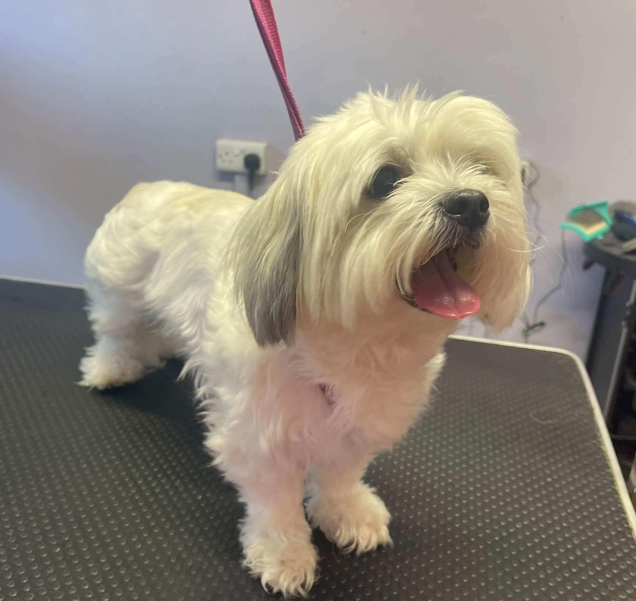 A white dog with long ears, freshly groomed