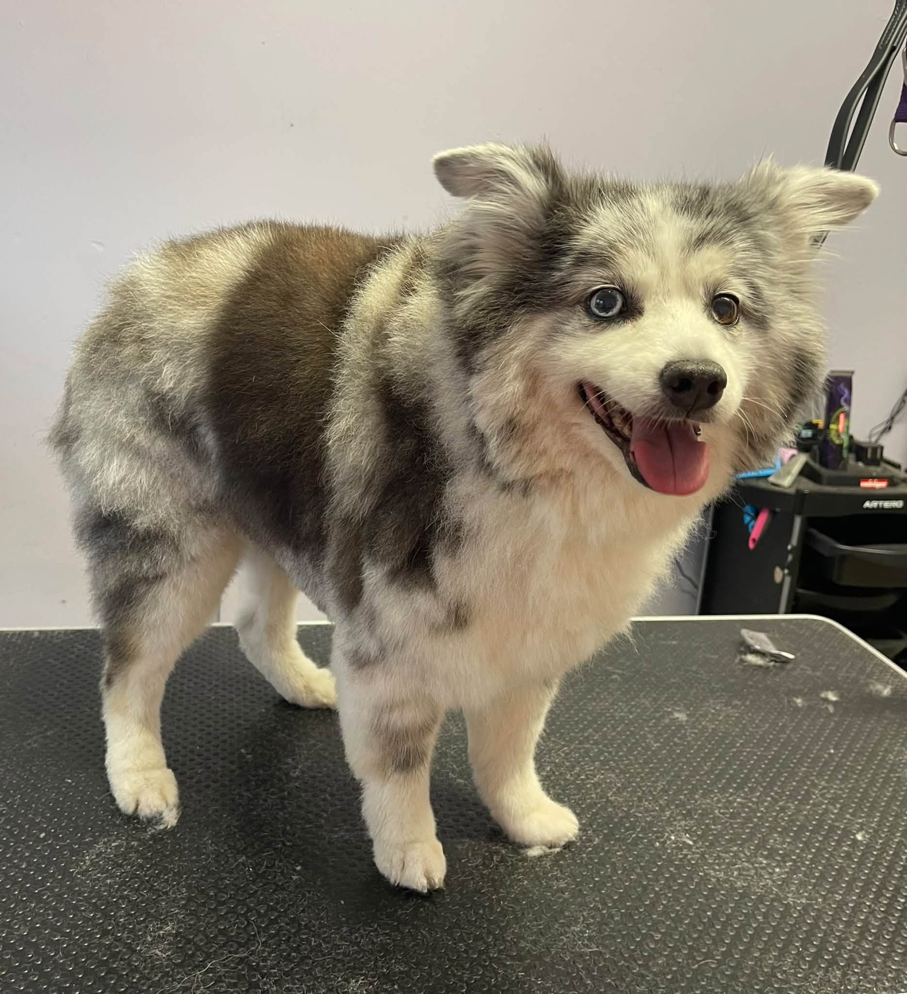 A fluffy merle dog smiling after a groom