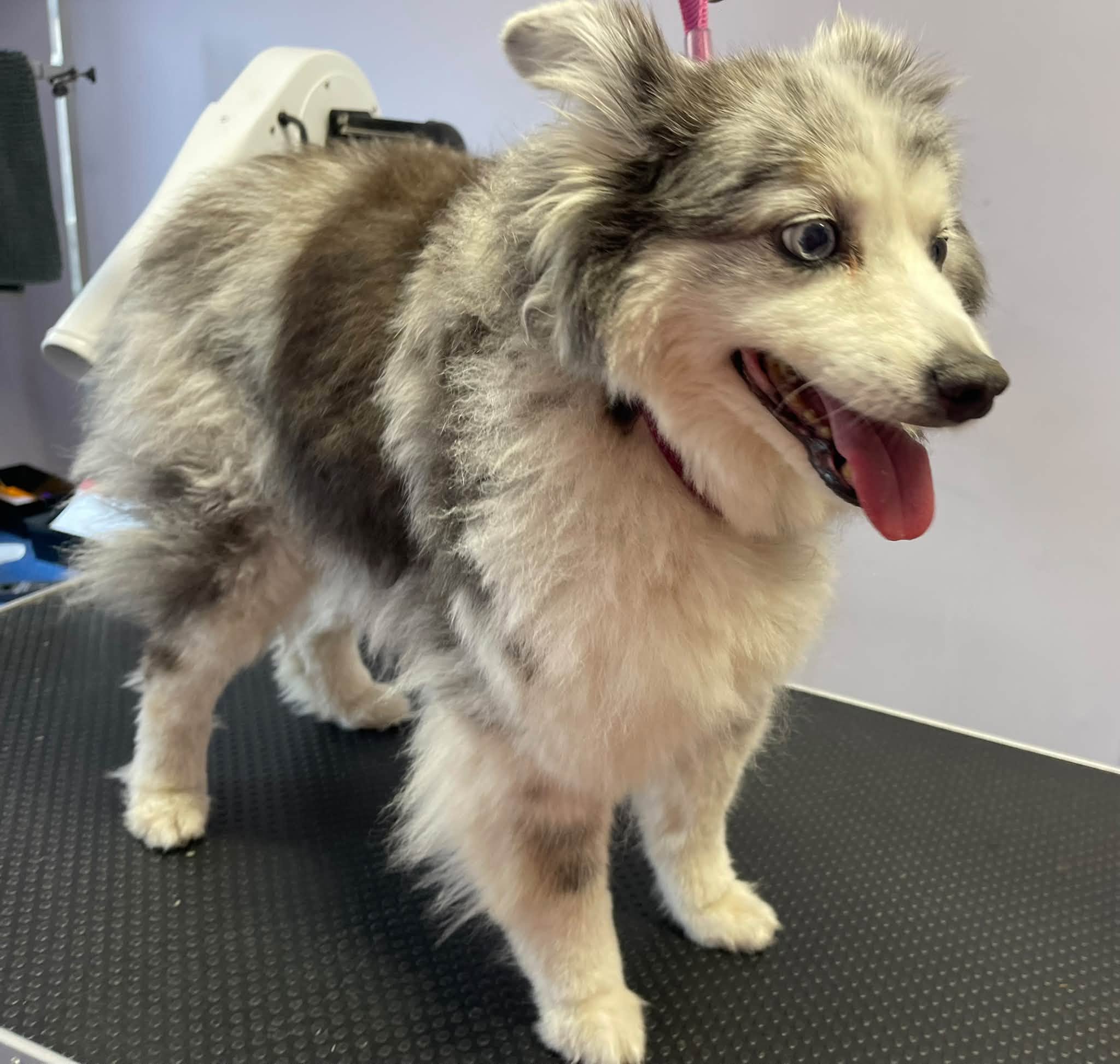 A merle dog with a happy open mouth after a groom