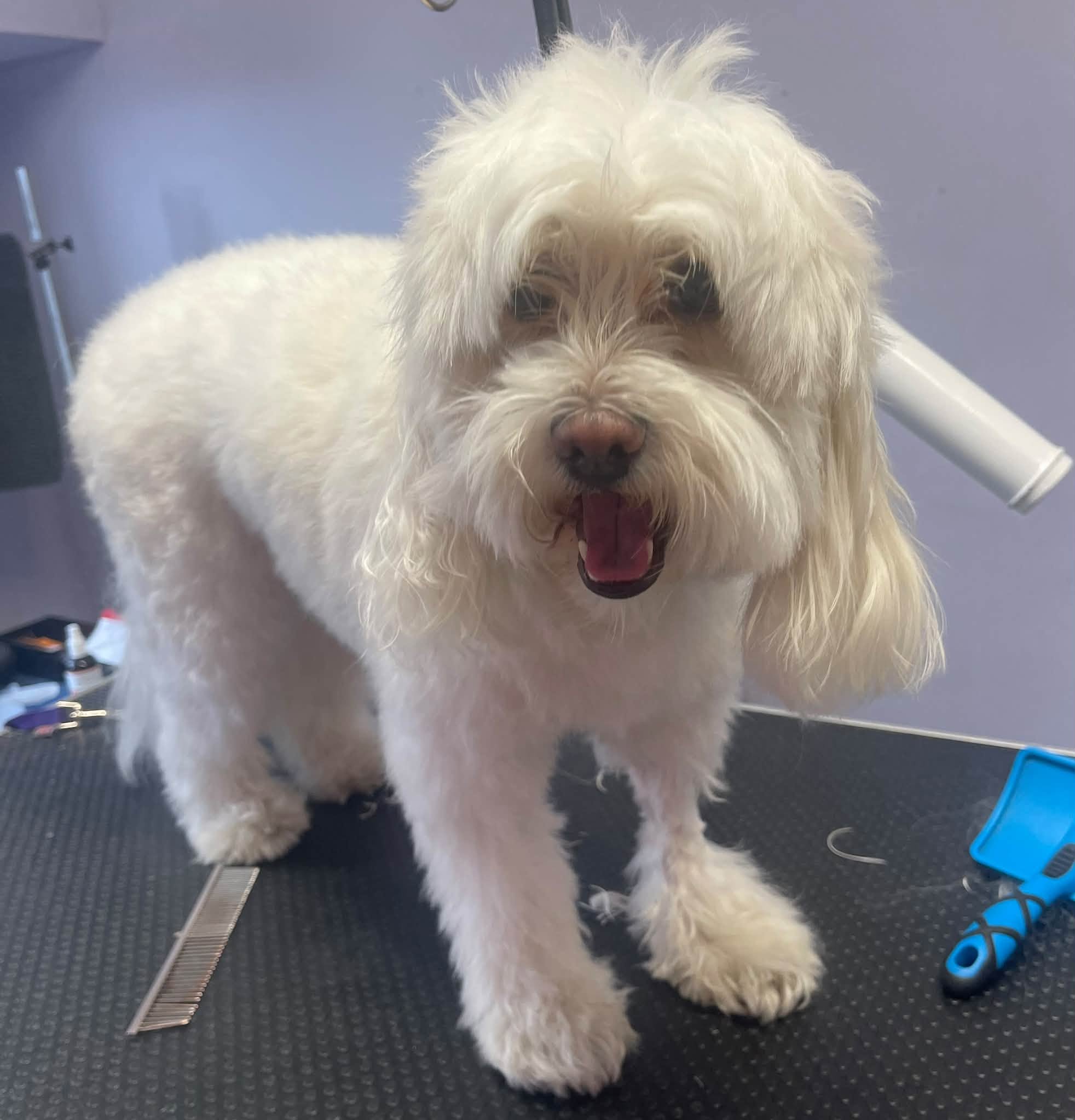 A fluffy white dog freshly groomed on the table
