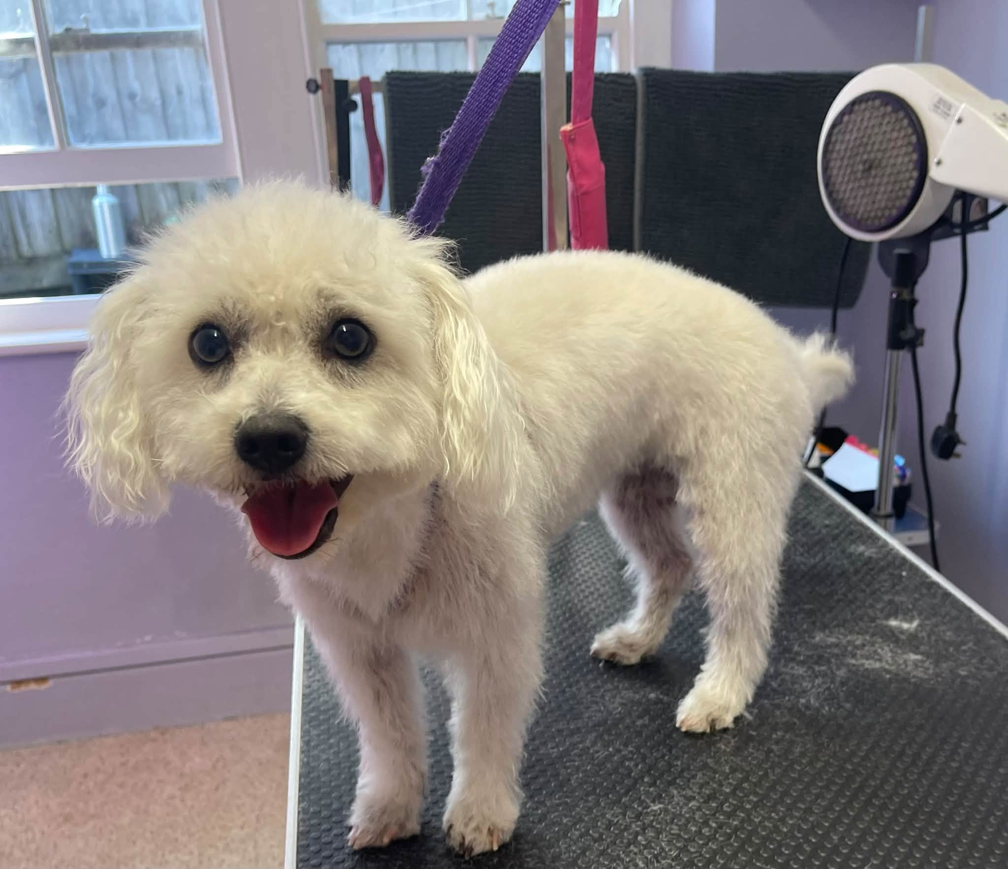 A white dog with a teddy face trim on the table