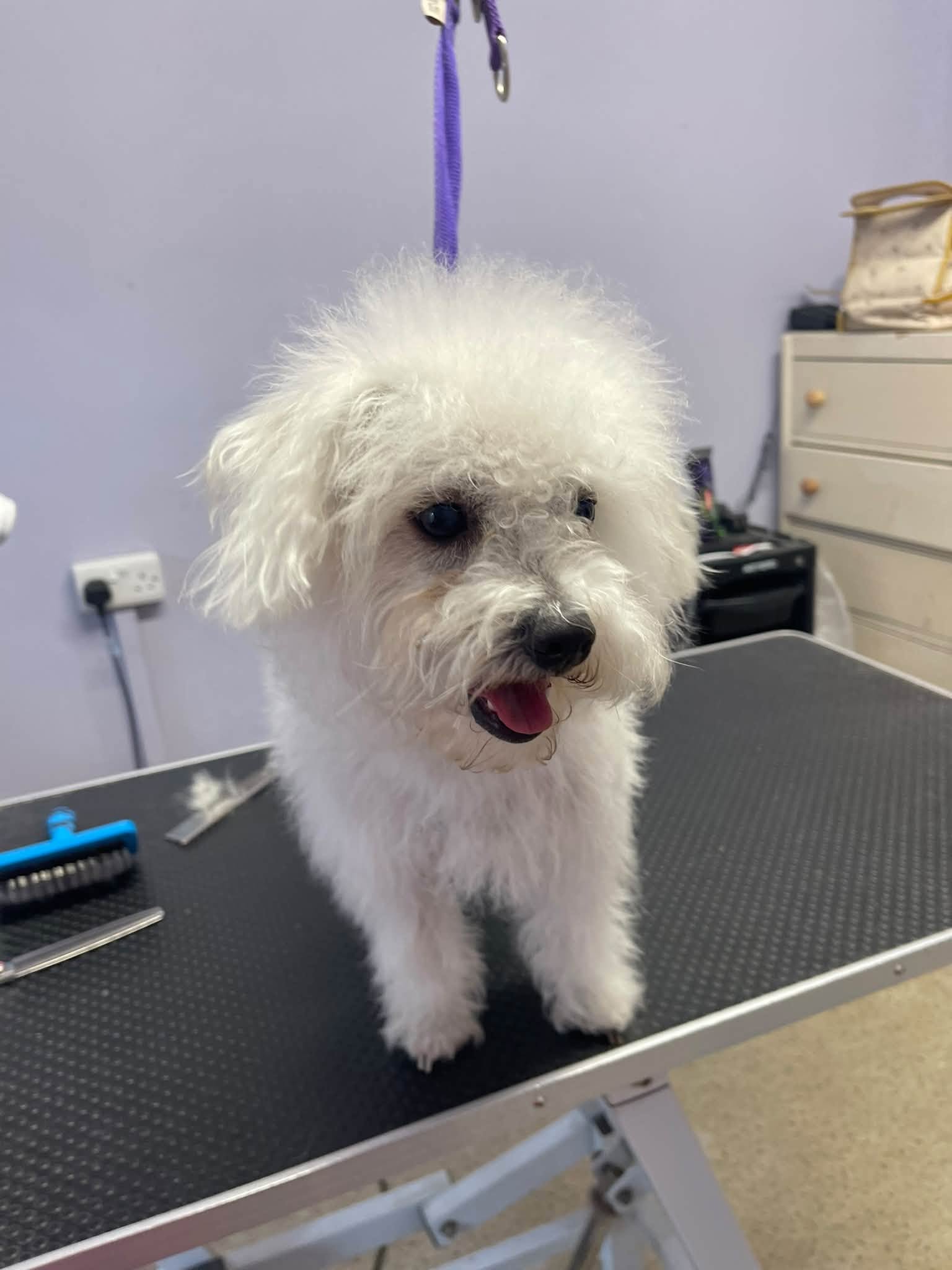 A white dog with a round head trim