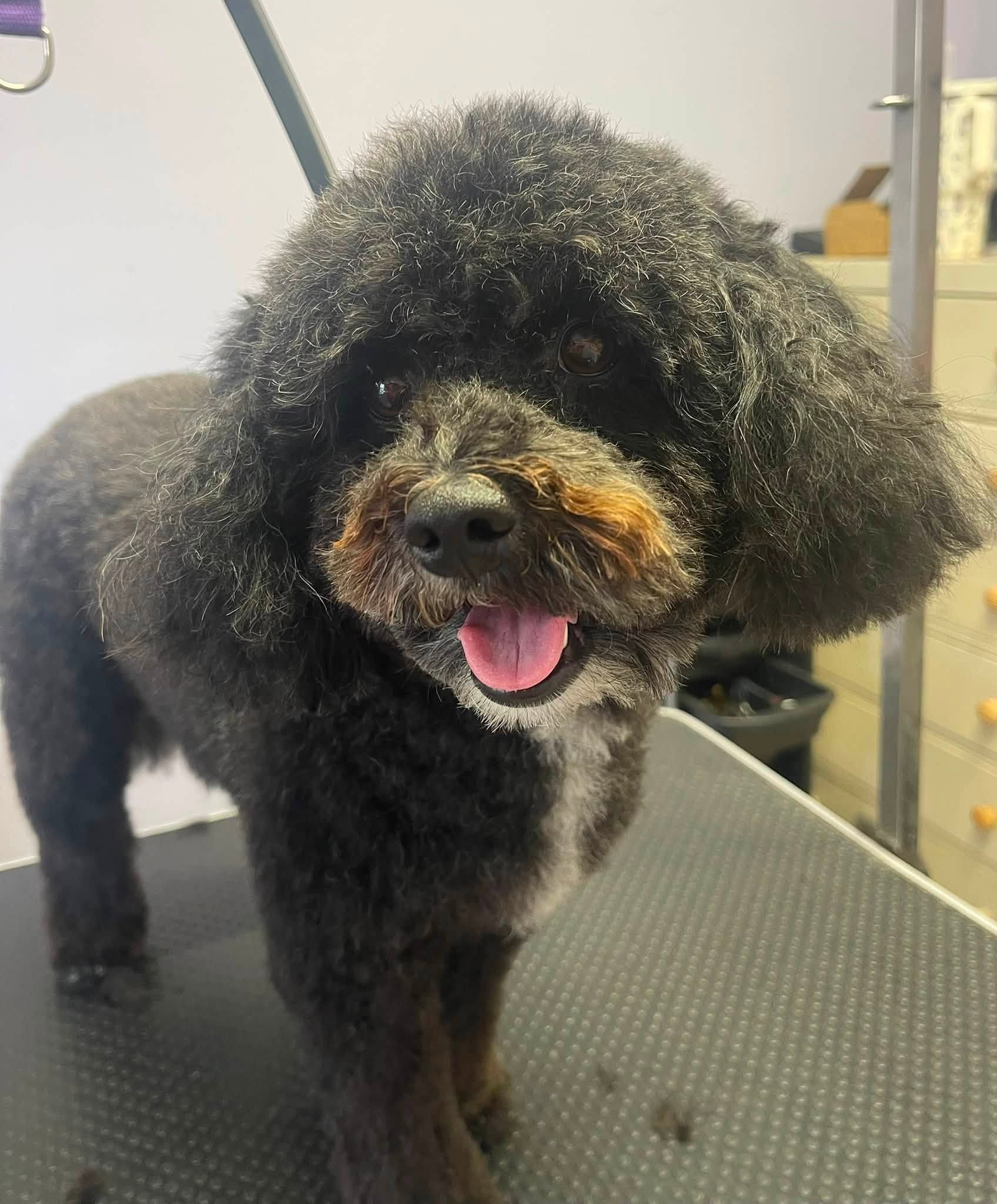 A black and tan dog with a curly coat, tongue out