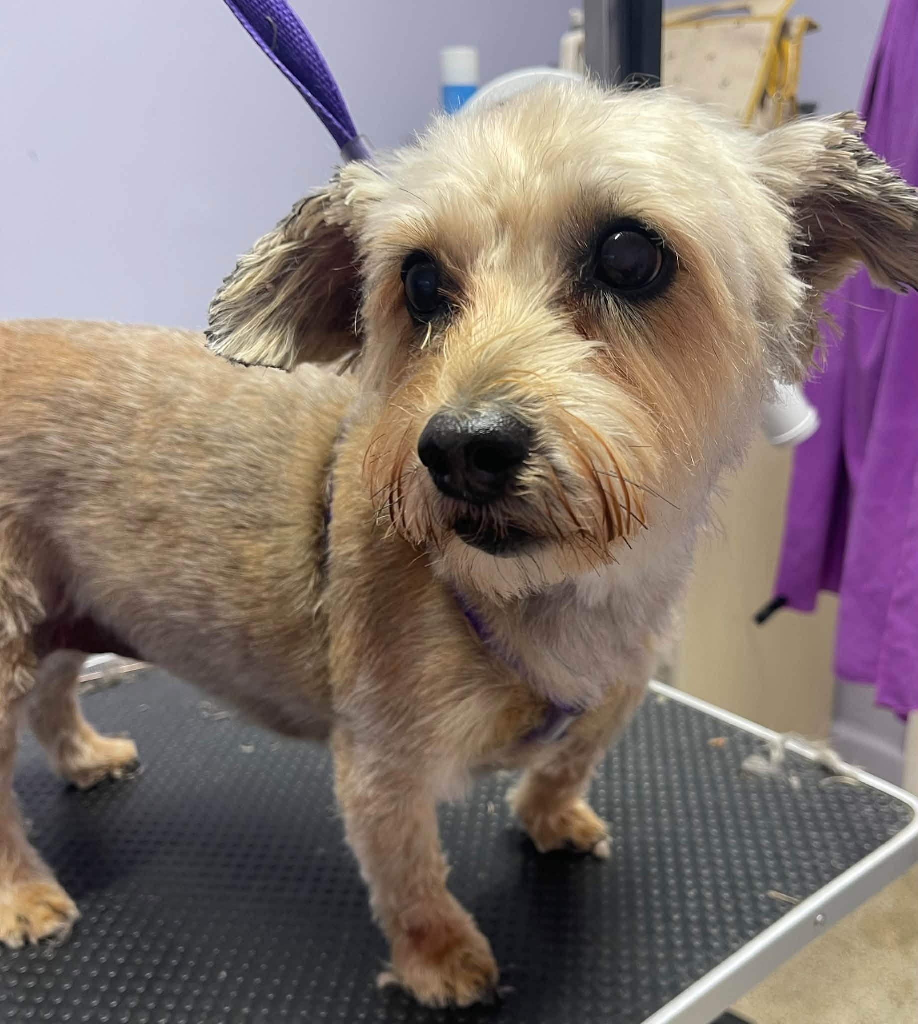 A scruffy-faced terrier cross with a neat body trim