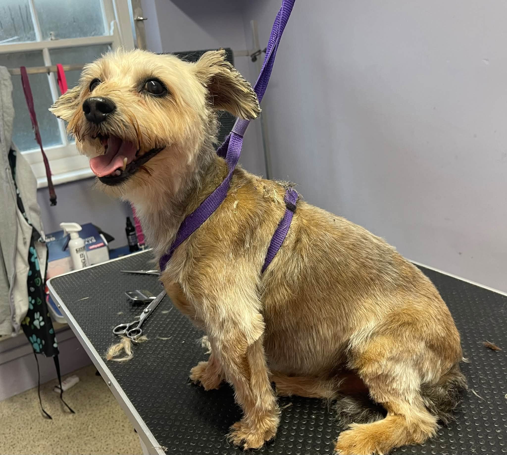 A small terrier cross sitting on the table with a short trim