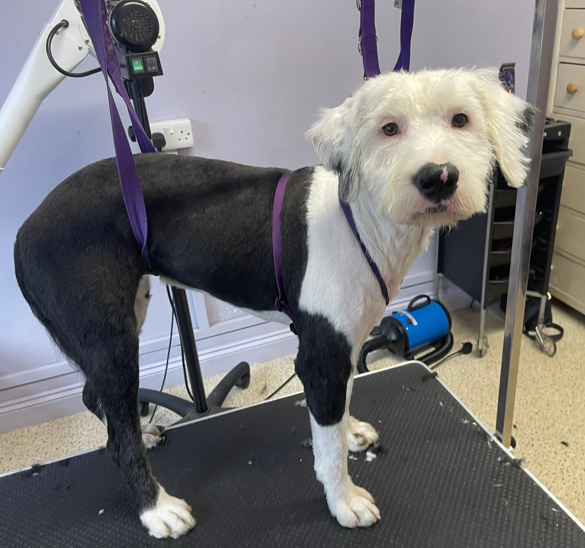 The Old English sheepdog after her shave down, standing on the grooming table