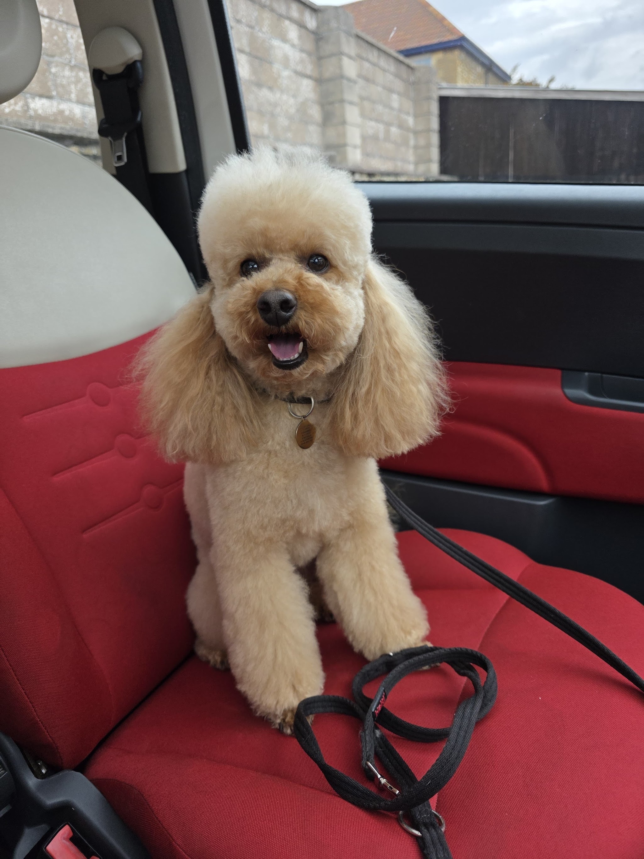 An apricot poodle sitting in a car after her groom