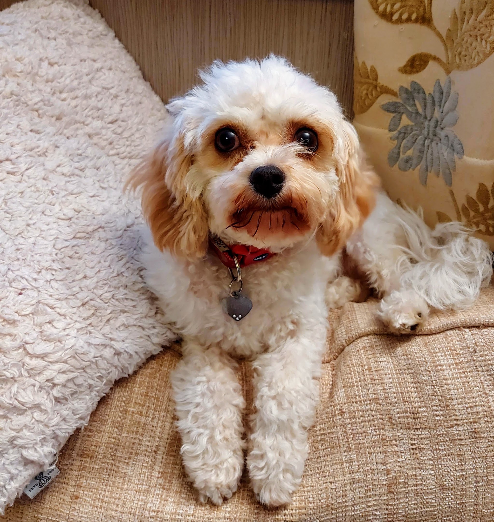 A cream and white dog relaxing on a sofa at home