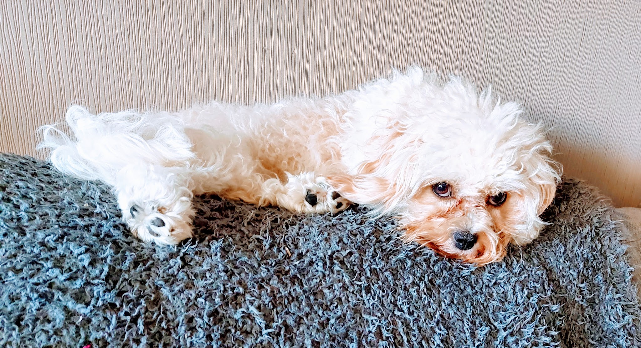 A small cream and white dog stretched out on a blanket at home