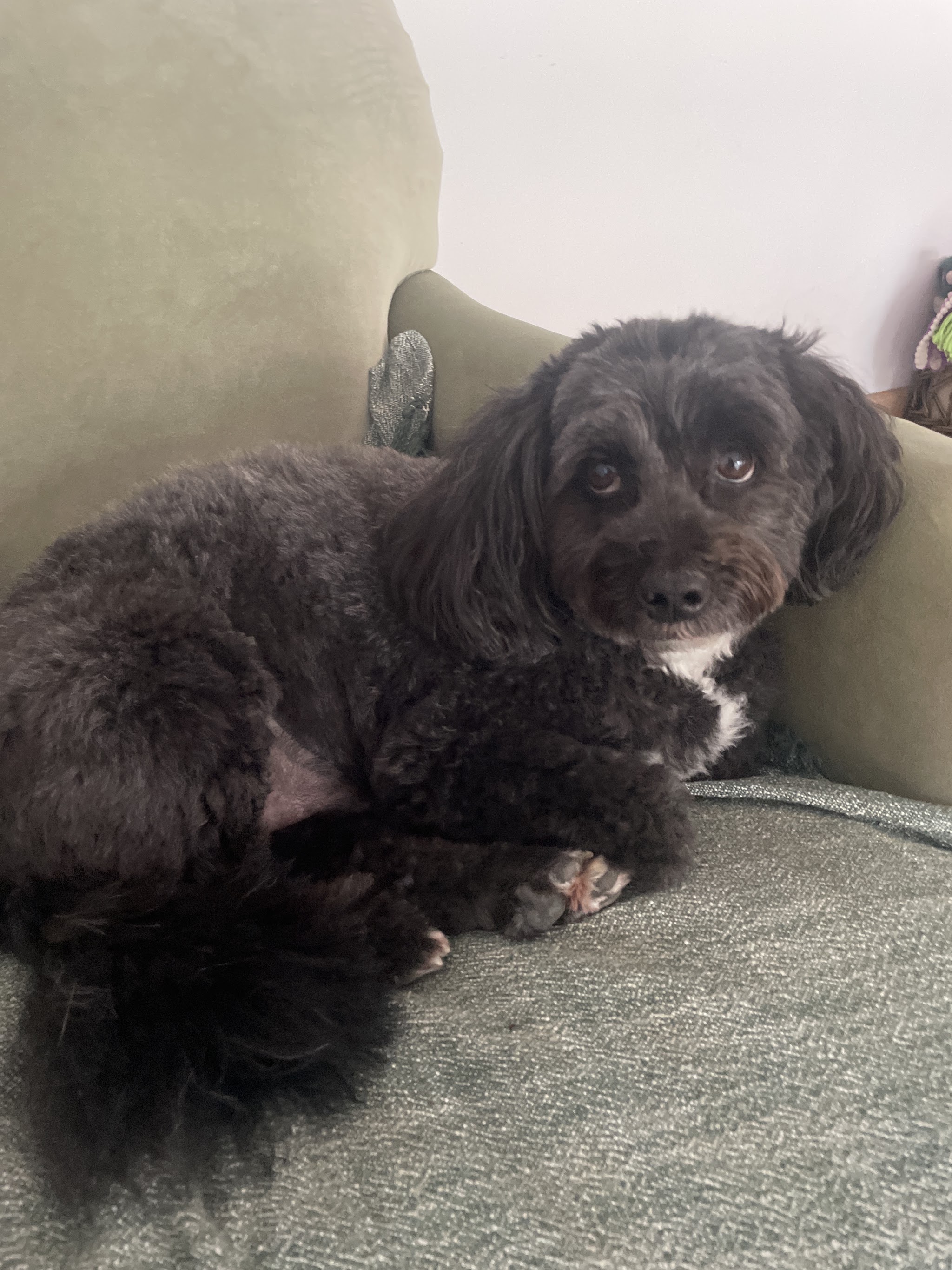 A black poodle cross resting on a sofa at home
